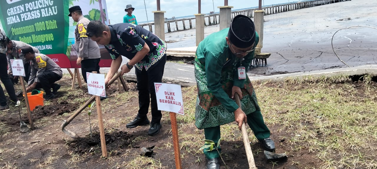 DLH Kabupaten Bengkalis Mengikuti Kegiatan HIMA PERSIS RIAU dan POLDA Riau Tanam 1.000 Bibit Mangrove di Bengkalis