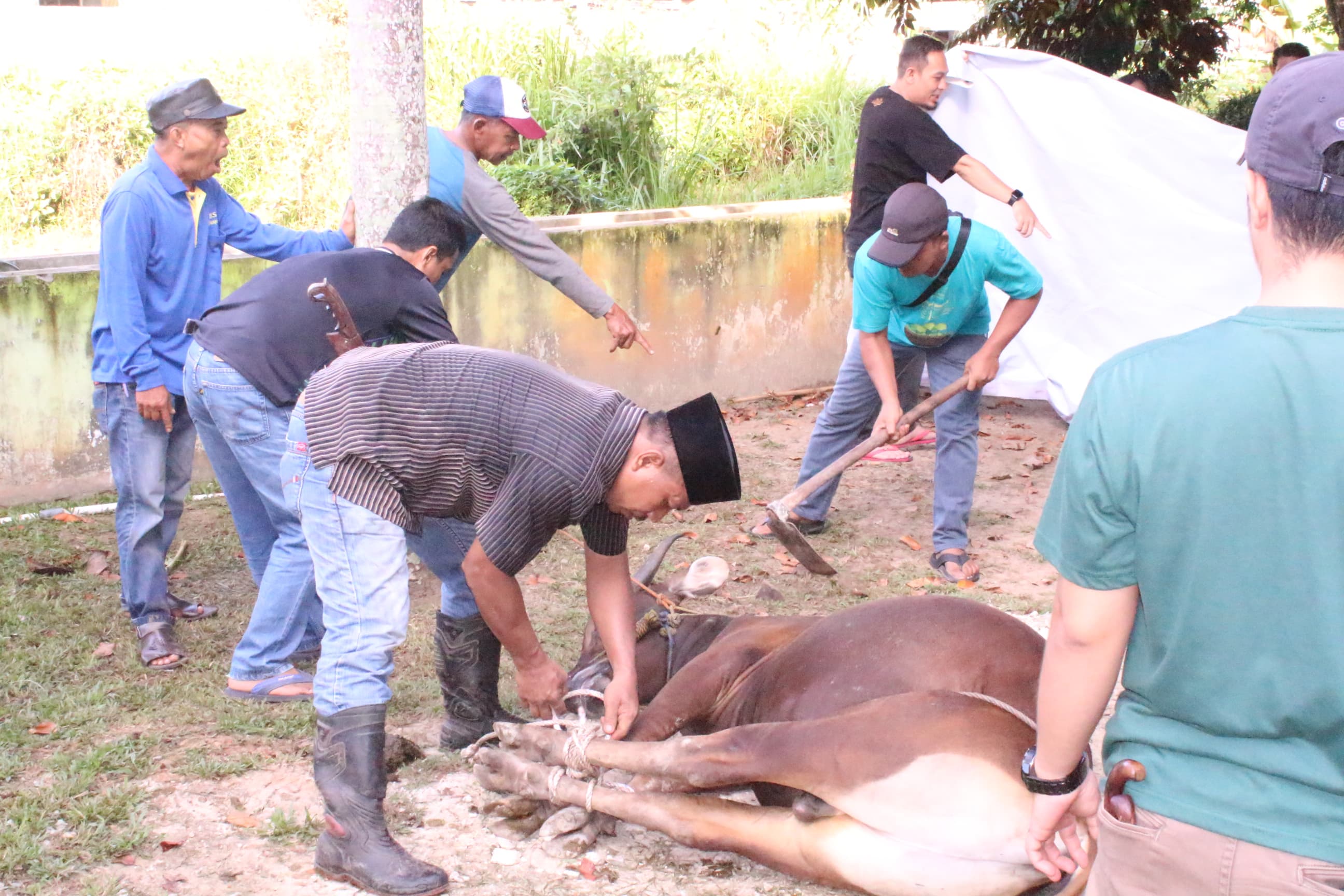 Kebersamaan Idul Adha Tahun 2025, DLH Kabupaten Bengkalis Berqurban 4 Ekor Sapi dan 1 Ekor Kambing